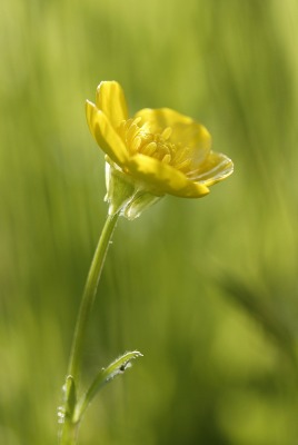 цветок трава зелень