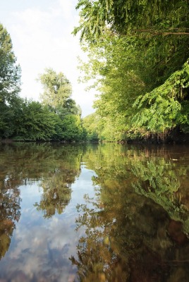 водоем лес вода отражение