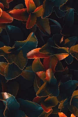 куст листья