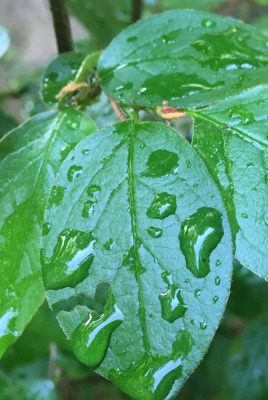 листья капли после дождя крупный план