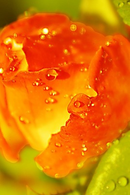 макро цветок капли оранжевый