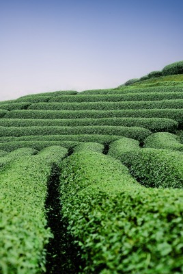 плантация чай холмы кусты