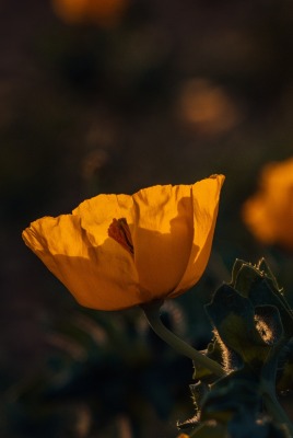 цветок желтый темнота крупный план