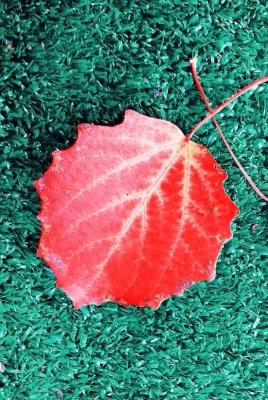 листья кленовый красный