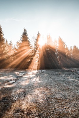 лес опушка лучи рассвет