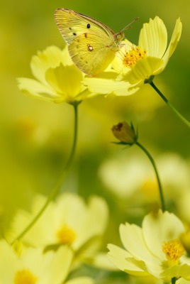 цветок желтый лето бабочка крупный план полевой