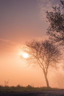 деревья дорога туман рассвет