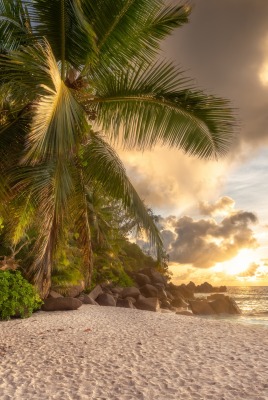 пляж песок пальма рассвет