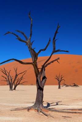 пустыня холм сухое дерево