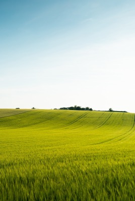 поле холмы горизонт