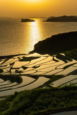залив рисовые поля закат