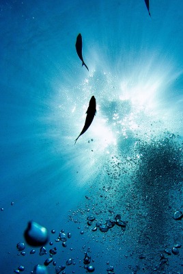 под водой акулы лучи пузырьки