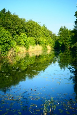 вода деревья отражение