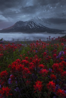 цветы горная долина облака утро