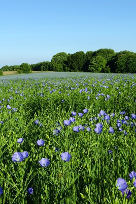 поле трава луг цветы