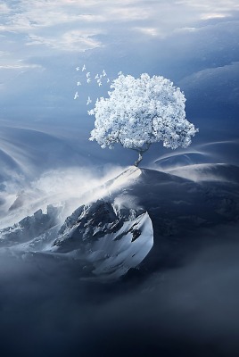 холмы горы дерево туман высота