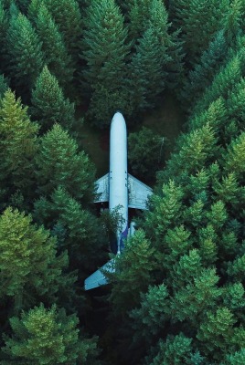 лес самолет вид сверху