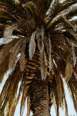 пальма ветви крупный план