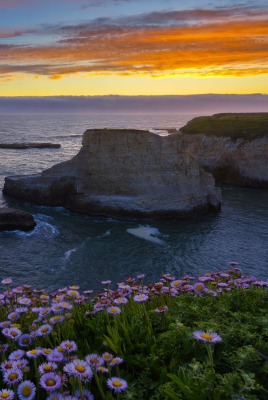 море камни берег цветы закат