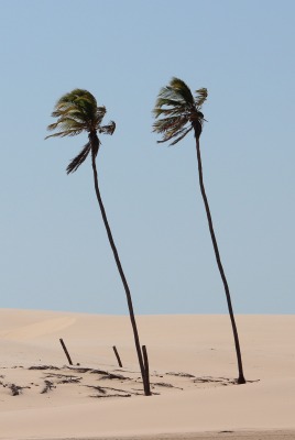 пальмы песок пустыня