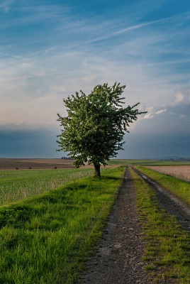 дорога поле дерево горизонт