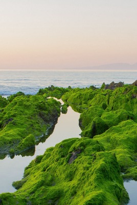 море берег скалы мох