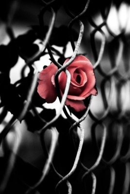 Роза в сетке забора
