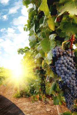 еда вино виноград природа солнце облака
