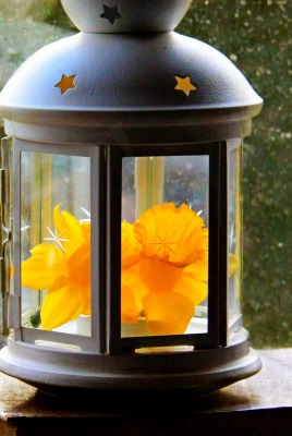 разное природа лампа цветы желтые осень
