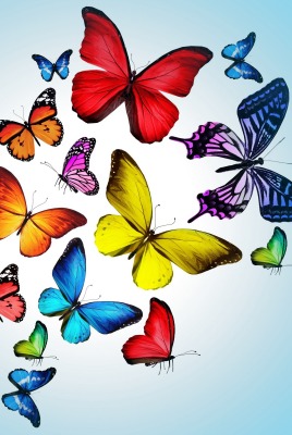 бабочки