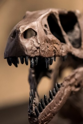 скелет динозавтр