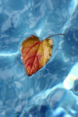лист вода отражение