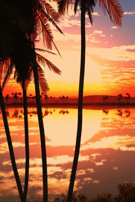 озеро пальмы закат отражение