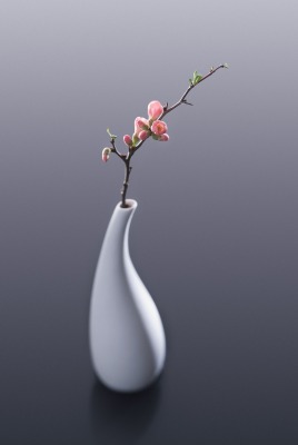ваза ветка цветение цветок