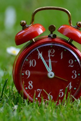 часы будильник трава лужайка ромашки