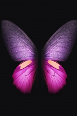 бабочка черный фон розовая бабочка