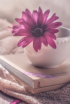 утро книга чашки плед цветок солнце