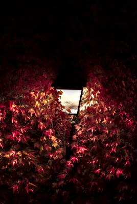 фонарь ветви листва