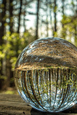 стеклянная сфера отражение деревья