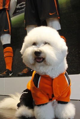Футбольная форма, пес