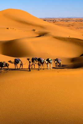 дюны караван верблюды песок пустыня