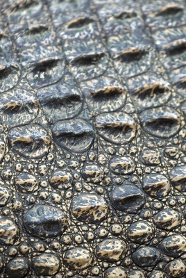 Крокодил кожа