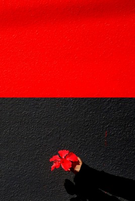 красный черный стена цветок