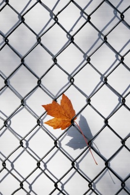 забор кленовый лист минимализм