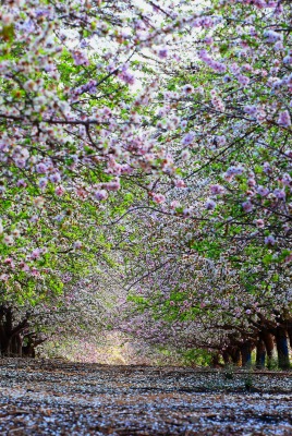 аллея весна деревья природа