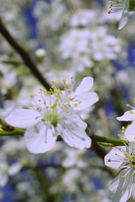 природа белые цветы весна