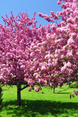 цветение весна розовые цветы
