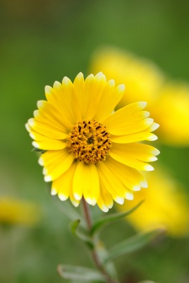 цветок желтый лепестки