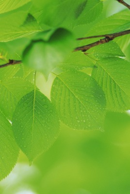 веточка листья зеленые
