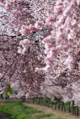 цветение весна ветви розовый